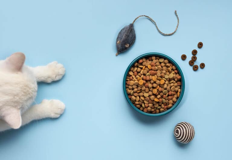 انتخاب غذای گربه