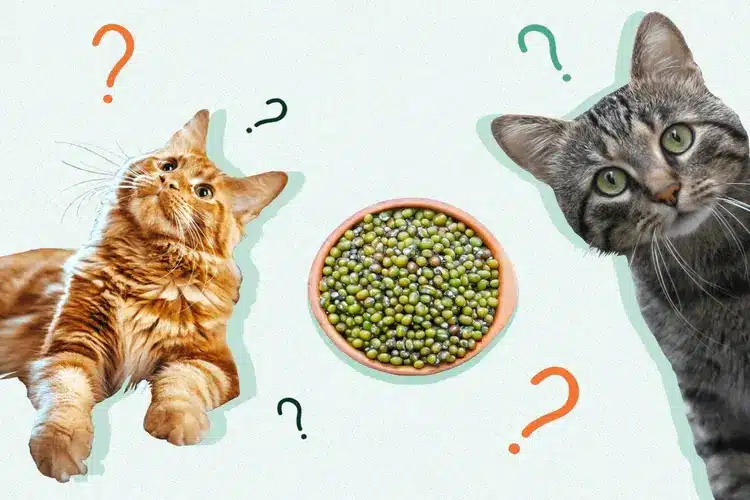 انتخاب غذای گربه