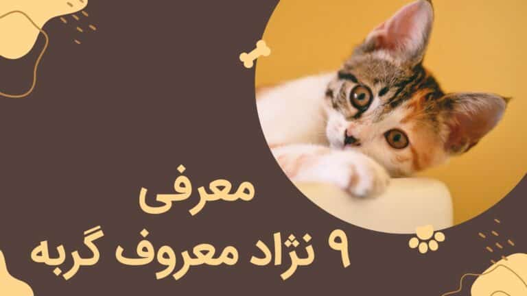 انواع نژاد گربه – معرفی 9 نژاد معروف گربه