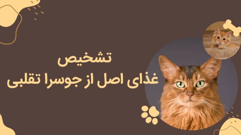 راهنمای تشخیص غذای اصلی جوسرا از تقلبی