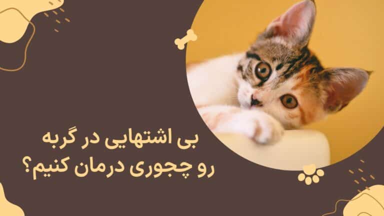 بی اشتهایی در گربه