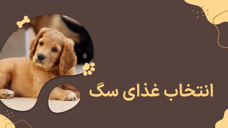 انتخاب غذای سگ