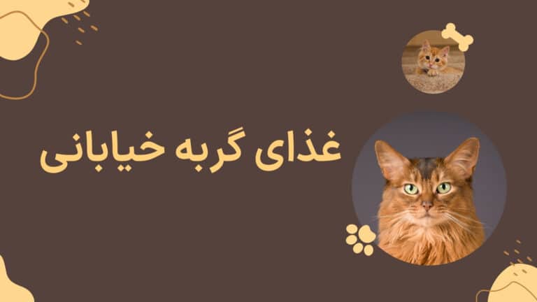 غذای گربه خیابانی