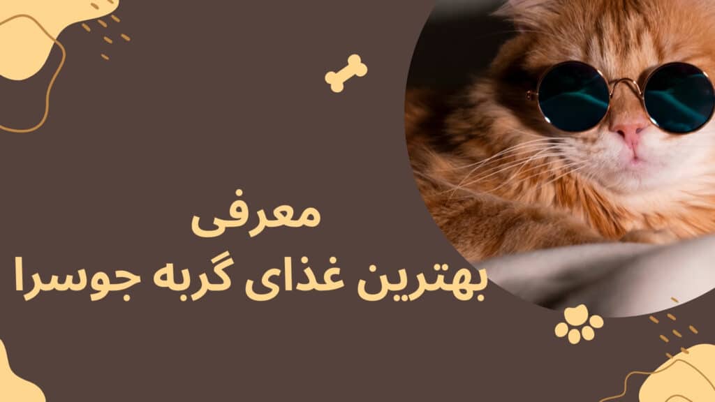 بهترین غذای گربه جوسرا