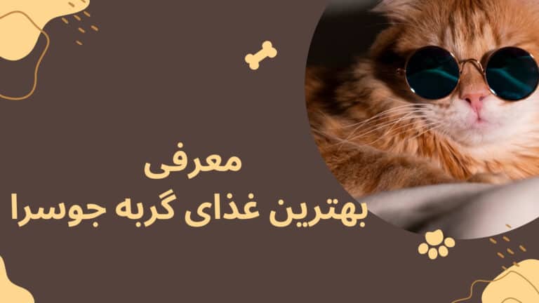 بهترین غذای گربه جوسرا
