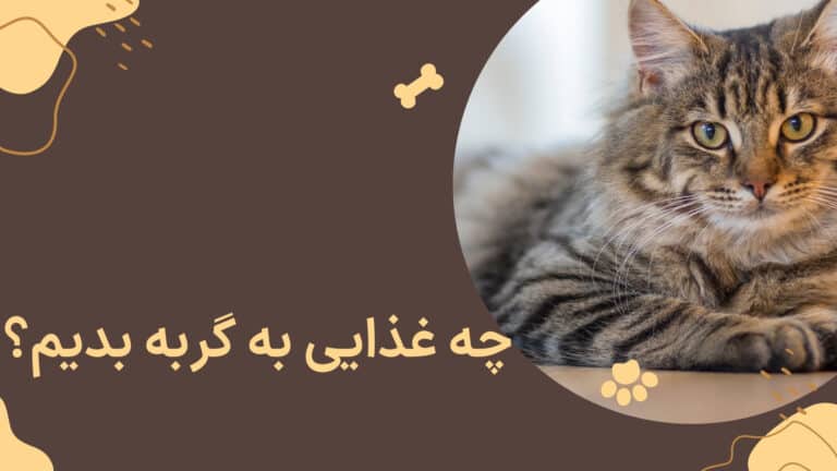 چه غذایی به گربه بدیم؟