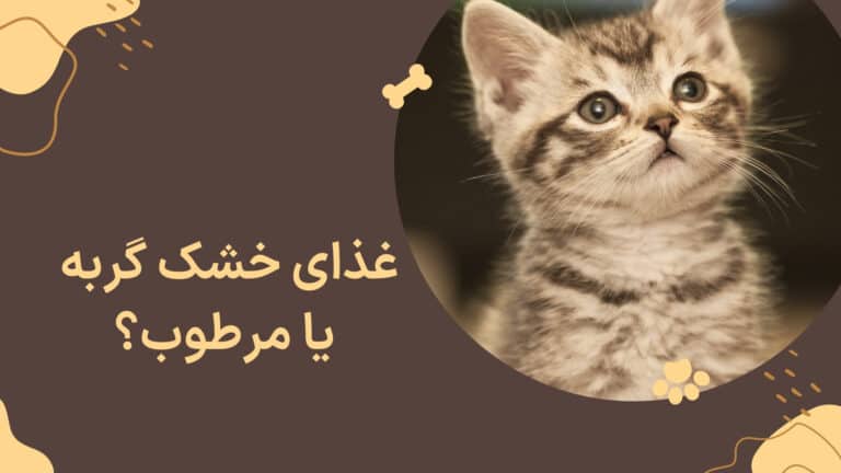 غذای خشک یا مرطوب