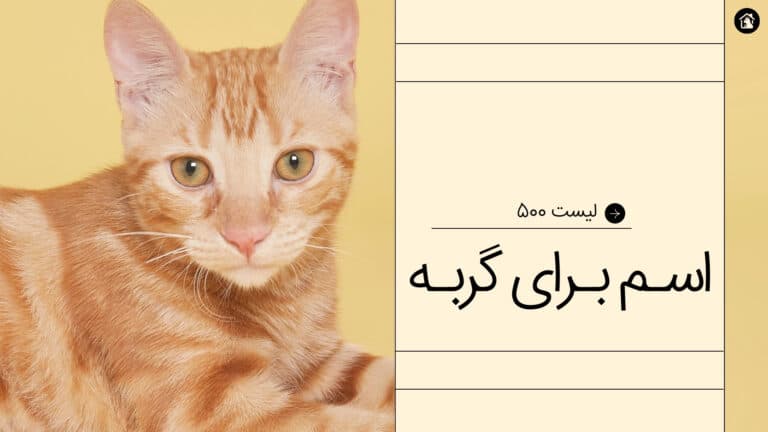 اسم برای گربه