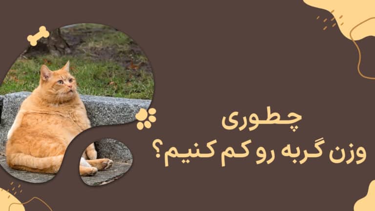 وزن گربه