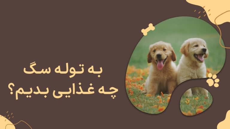 غذای توله سگ