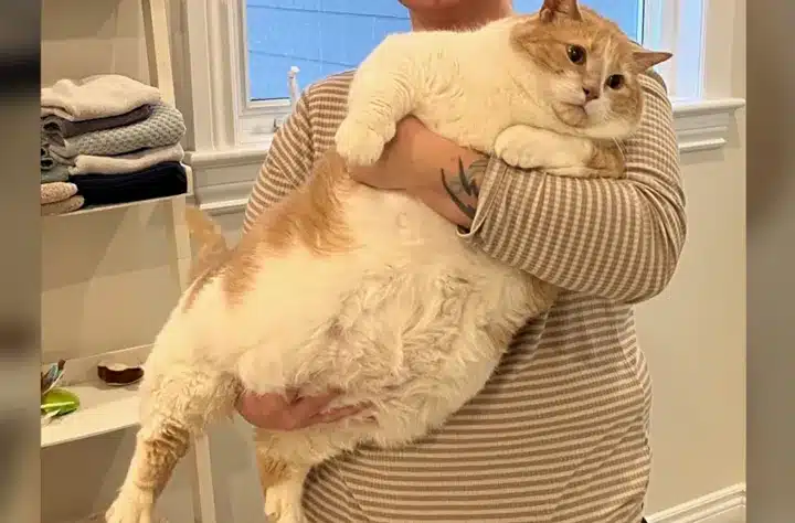 گربه چاق