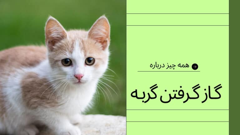 گاز گربه