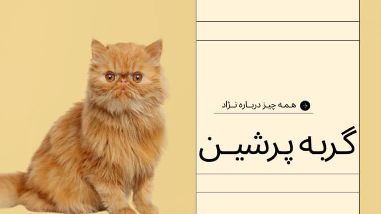 پرشین
