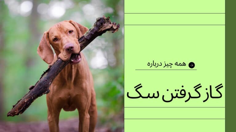 گاز گرفتن سگ