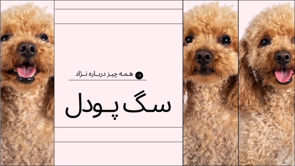 پودل