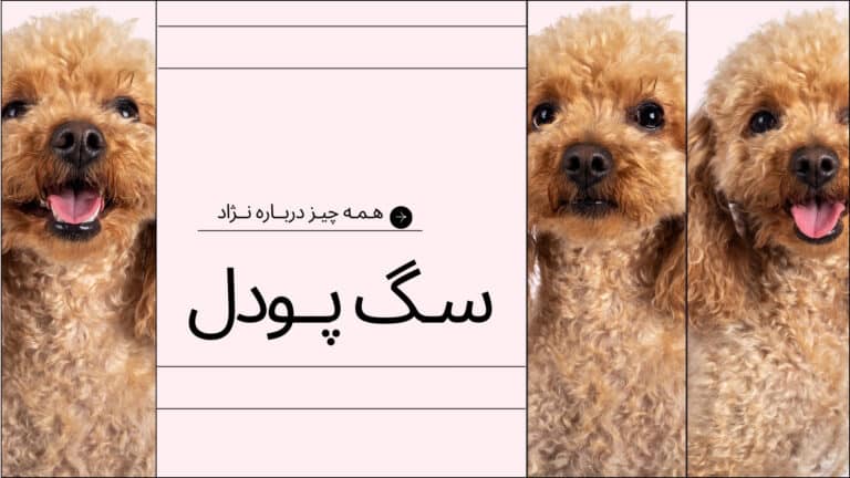 پودل