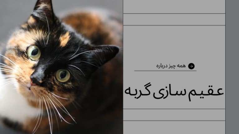 همه چیز درباره عقیم سازی گربه