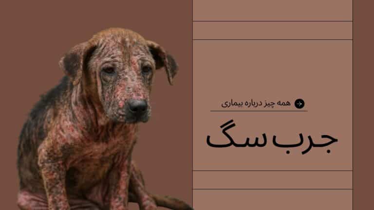 جرب سگ