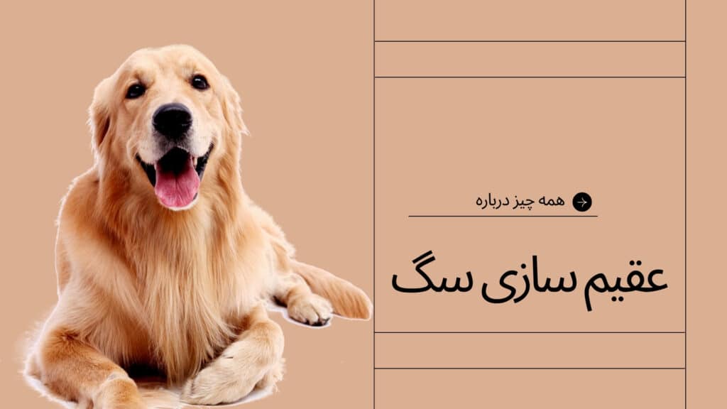 عقیم سازی سگ