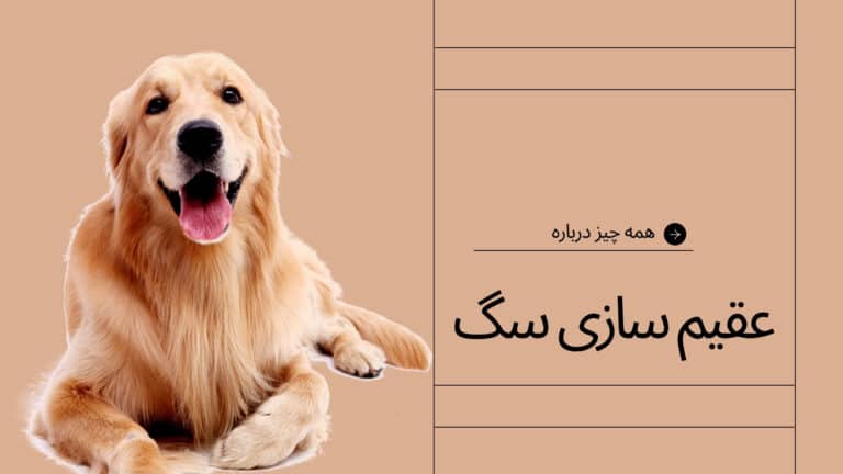 عقیم سازی سگ