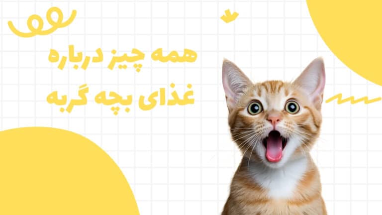 غذای بچه گربه