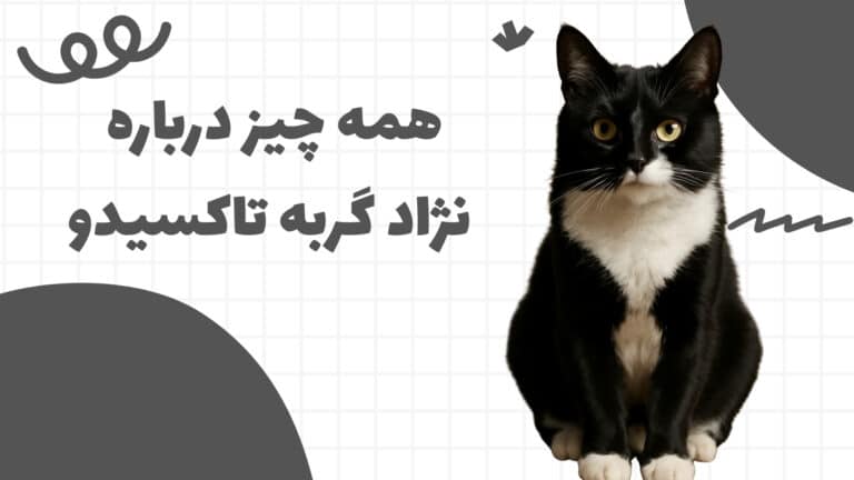 نژاد گربه تاکسیدو