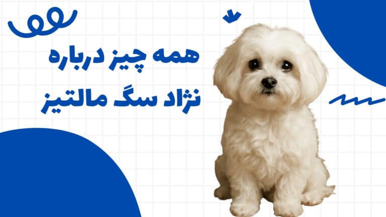 نژاد سگ مالتیز