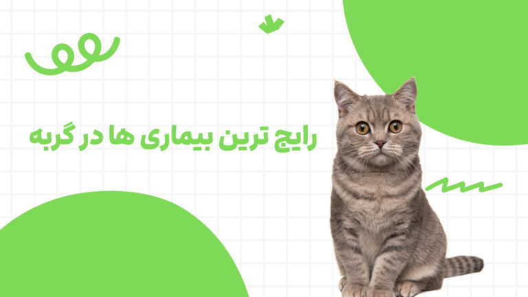 رایج ترین بیماری های گربه