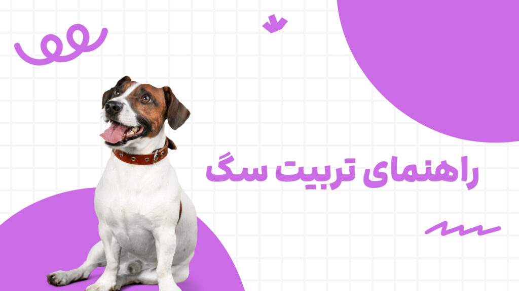 همه چیز درباره تربیت سگ