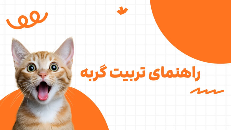 همه چیز درباره تربیت گربه