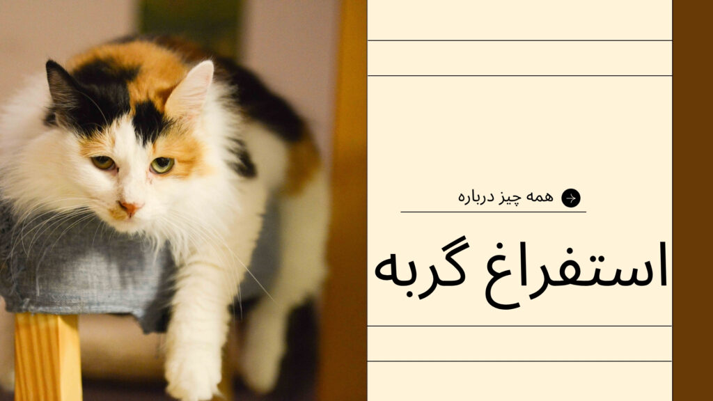 همه چیز درباره استفراغ گربه
