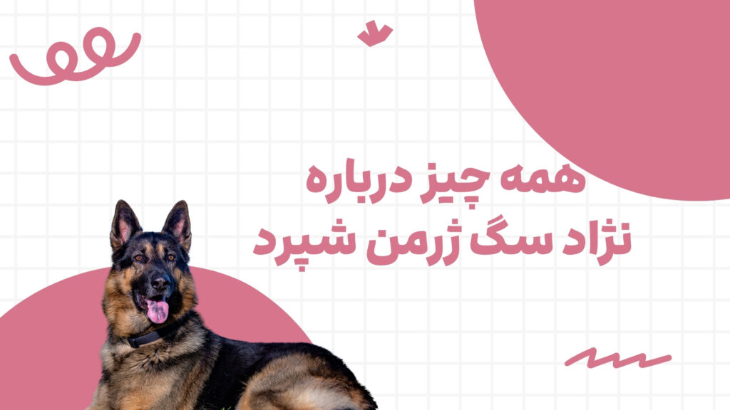 ژرمن شپرد
