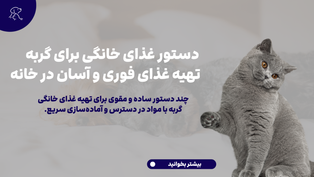 تهیه غذای خانگی برای گربه