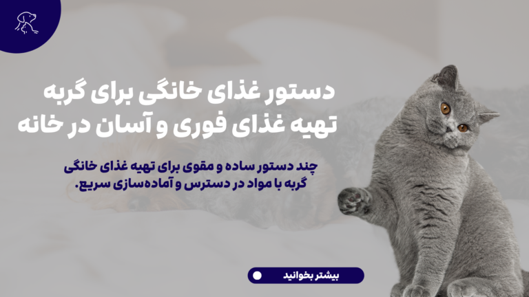 تهیه غذای خانگی برای گربه