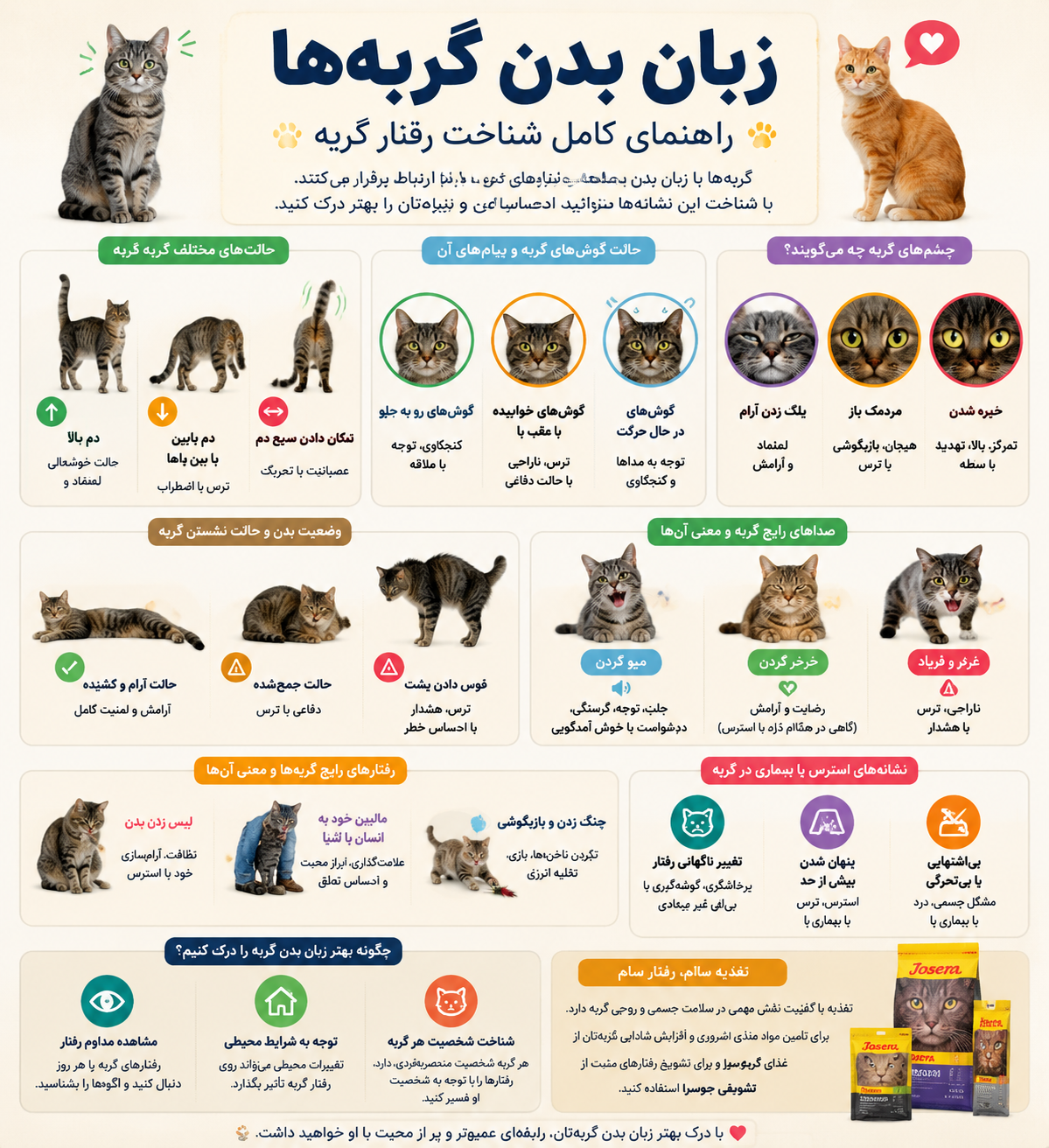 زبان بدن گربه