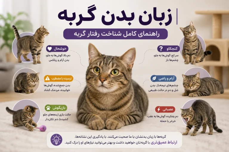 زبان بدن گربه‌