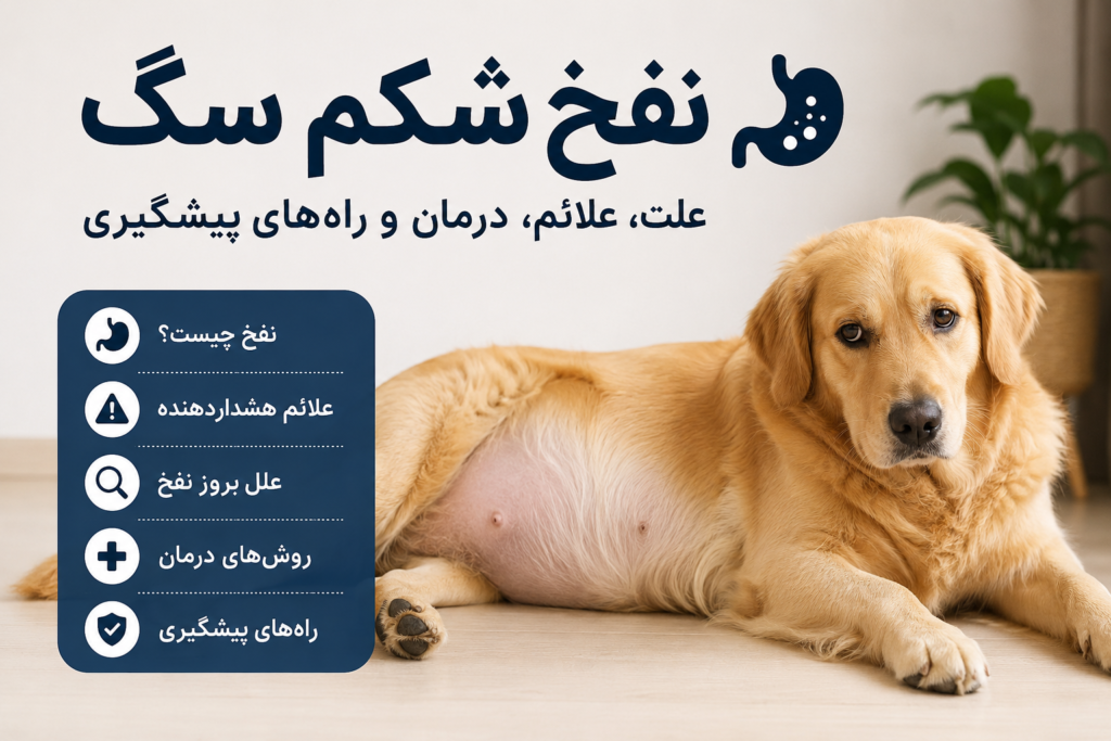 نفخ شکم سگ