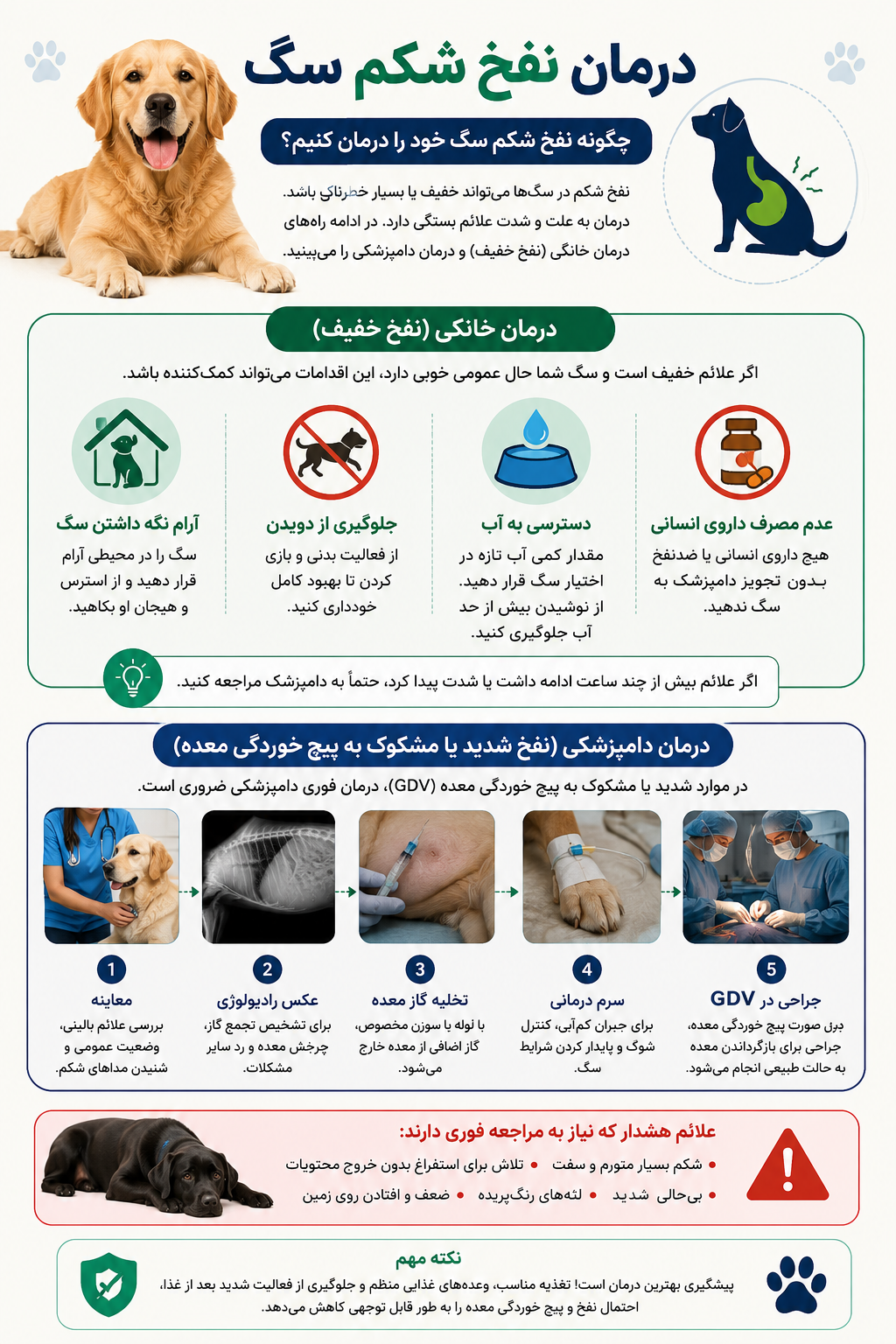درمان نفخ شکم سگ