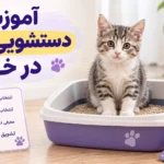 مراحل آموزش دستشویی گربه در خانه