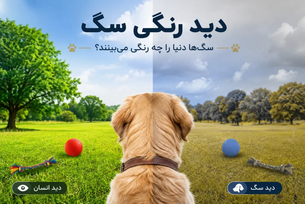 دید رنگی سگ؛ سگها دنیا را چه رنگی میبینند؟