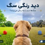 دید رنگی سگ؛ سگها دنیا را چه رنگی میبینند؟