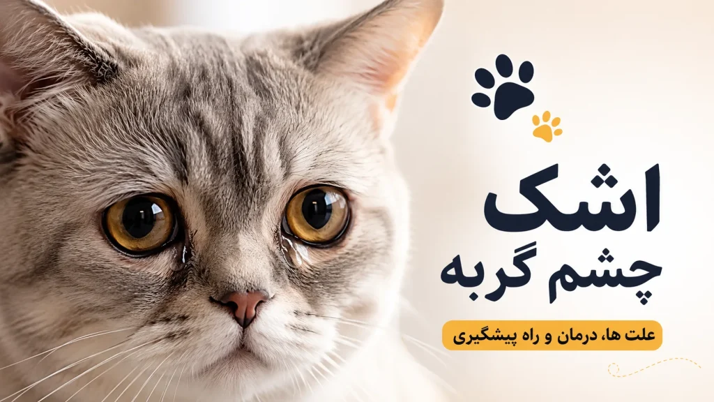 اشک چشم گربه