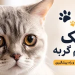 اشک چشم گربه