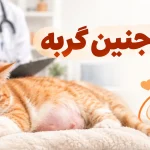 تصویر شاخص سقط جنین گربه؛ علائم، علت‌ها و راه‌های مراقبت جوسرا -اورجینال