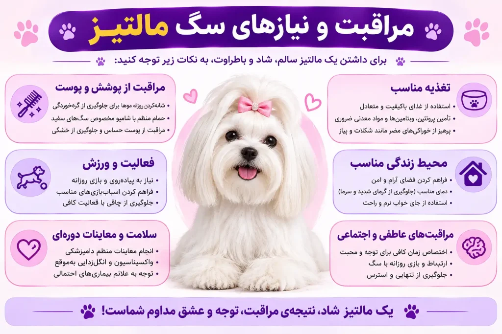 مراقبت و نیازهای سگ مالتیز جوسرا اورجینال