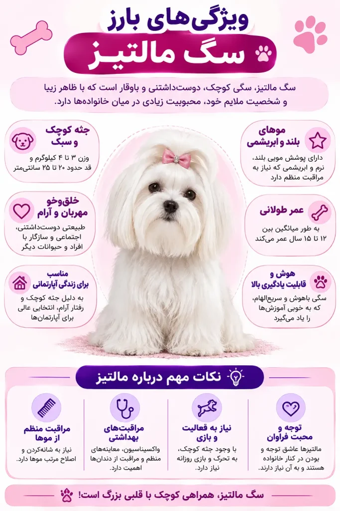 ویژگی‌های بارز سگ مالتیز جوسرا اورجینال