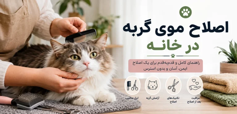 اصلاح موی گربه در خانه